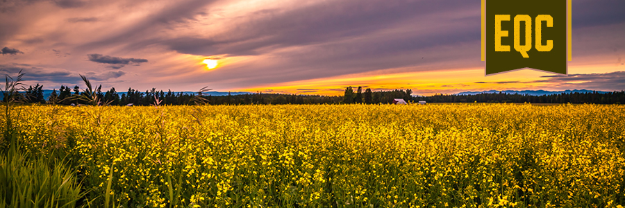 Image of a Canola Field in Northern Montana