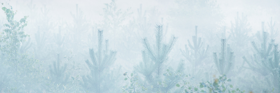 Image of trees in the fog