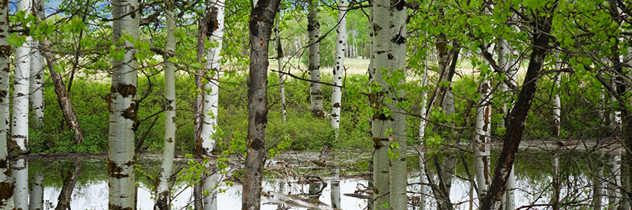 aspen trees around pond in Missoula, Montana