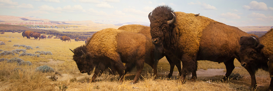 Image of a herd of bison