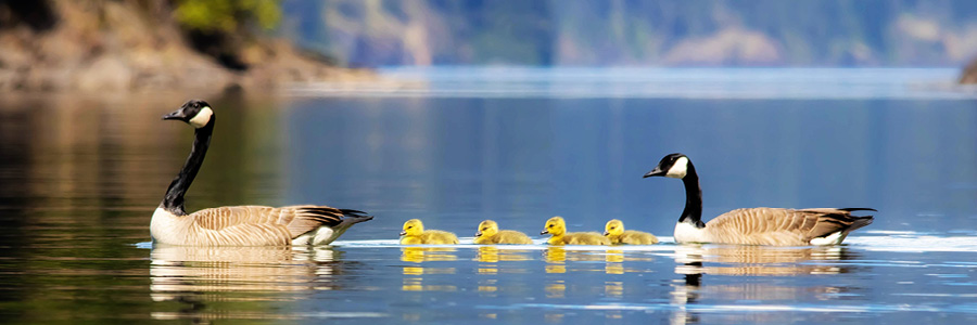 Image of Canadian Geese and goslings swimming in a lake