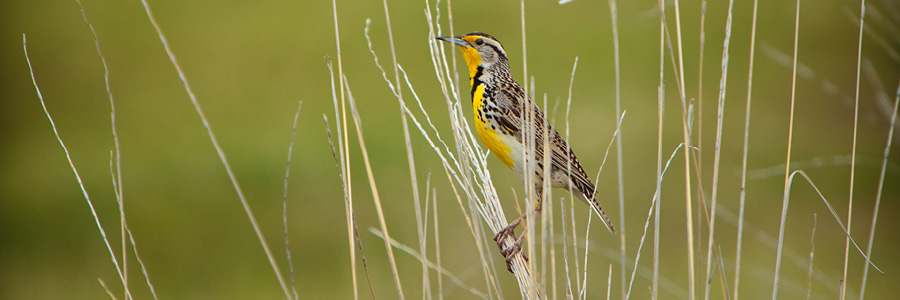 image of a Western Meadowlark