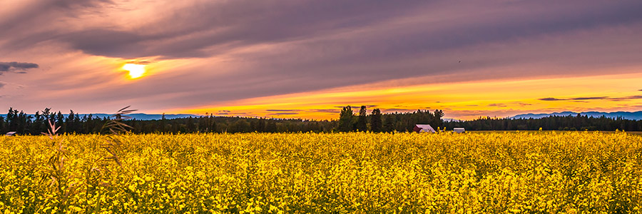 Montana field at sunset