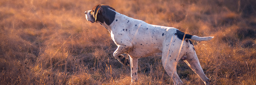 Image of a German Shortaired Pointer
