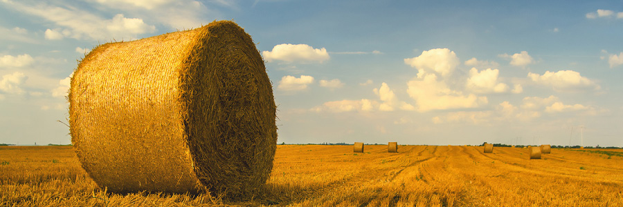 Image of round bale in a hay field